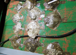 В Анапе браконьер осуждён на 8 месяцев колонии-поселения