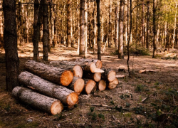 Бизнесмен за три дня вырубил под Анапой деревьев на 25 млн рублей