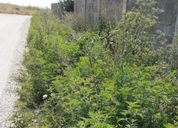 Амброзии бой: в Анапе усилен покос сорной растительности 