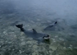 Суд оштрафовал директора дельфинария, выбросившего морских животных в море – их искали и возле Анапы
