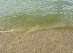 Власти Анапы рассказали о полезных свойствах водорослей