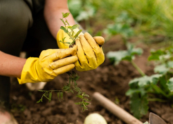 На высадку цветов в Анапе выделили более 7,5 млн рублей