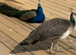 В Анапе открылась ферма, где можно покормить павлинов и погулять в яблоневом саду