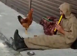 В Анапе петух решил стать уличным певцом