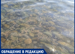 «Какие-то сгустки и мертвые медузы» – анапчанка просит провести анализ морской воды у Высокого берега