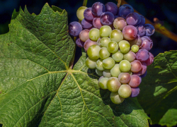 На Кубани появятся новые виноградники: 730 млн рублей выделили на эти цели