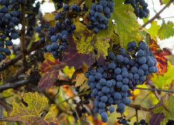  На виноградопригодных землях Анапы могут разрешить строить объекты сельхозтуризма