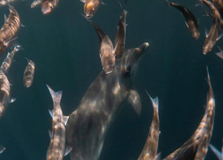 Любимое лакомство анапских дельфинов: всё о кефали