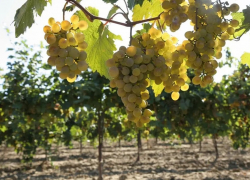  В Анапе и других районах Кубани собрали рекордный урожай винограда – 280 тысяч тонн