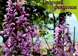 Ясенец прекрасный - опасный фокусник в растительном мире Анапы