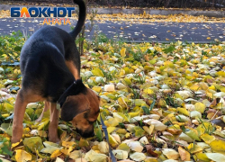 Со своим любимцем: Анапа вошла в топ популярных направлений для путешествий с питомцами