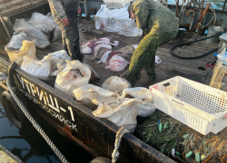 Операция «Путина» в Анапе прошла без нарушений по обороту рыбной продукции