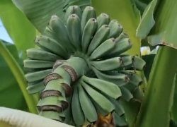 Тропическая Анапа: на улицах города растут бананы