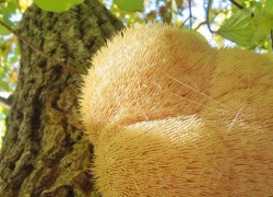 В лесах под Анапой растет сказочный мохнатый гриб