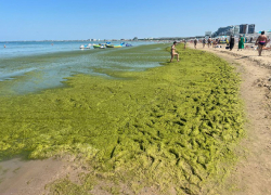  После шторма в море у берегов Анапы появилась зелёная жижа