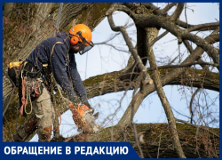 «Прогуливаться становится опасно»: анапчане о бездействии городских служб в отношении сухих деревьев