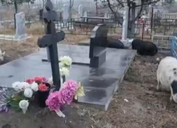 Свиньи, ходившие по кладбищу в Анапе, заинтересовали ветеринаров 
