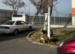 Бастрыкин поручил возбудить уголовное дело за непринятие мер по отлову бездомных собак на Кубани