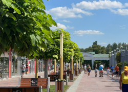 В День лазания по деревьям в Анапе жара еще чуточку спадет