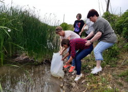 Более 200 тысяч мальков толстолобика выпустили на волю под Анапой