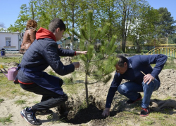 Озеленение Анапы обойдется бюджету в 26 млн рублей