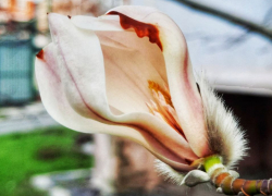 Завораживающий взгляд: в Анапе начался сезон цветения магнолии