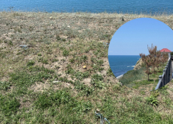 «Под самый корешок»: на набережной Анапы снова убрали высохшие сосны