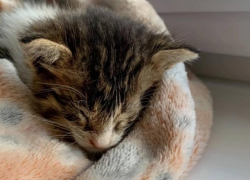 В Анапе котенок умер от рук детей-живодеров