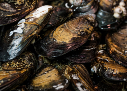 Запрет на вылов мидий на Черном море не снят 