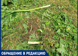 «Это не косари – это карательный отряд» – анапчане возмущены