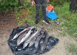 В Анапе задержали продавца краснокнижных осетров