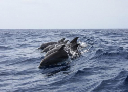 Названа одна из причин массовой гибели дельфинов в Анапе