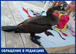 Екатерина Рязанова спрашивает, как помочь птице с поврежденным крылом на пляже под Анапой