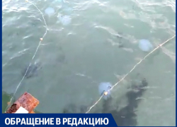 На кого поставлены сети у берегов Анапы?