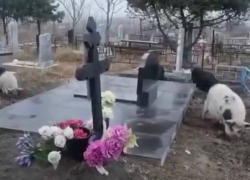 В ситуации с гуляющими по кладбищу свиньями разобрались