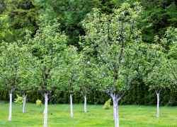 Срочные весенние работы в саду: советы по обрезке и опрыскиванию деревьев для анапчан 