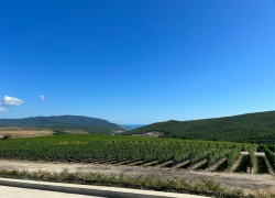 Вина из Анапы вошли в рейтинг 100 лучших вин России 2023