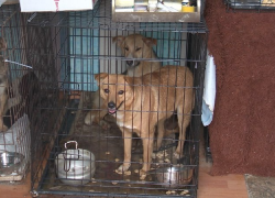 НЕдобрый мир в Анапе: прокуратура выявила нарушения в деятельности приюта 