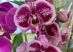 В Анапе пройдет выставка-продажа цветов и растений 