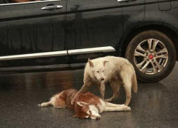 На трассе под Анапой водитель сбил собаку и не оказал ей помощь