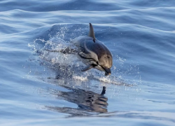 Нейросеть рассказала о мерах предотвращения выбросов дельфинов в Анапе