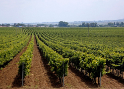 В 2023 году производство саженцев винограда в питомниках Анапы и других городов Кубани вырастет на 23%