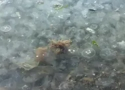 Тысячи медуз превратили в «кисель» море на Большом Утрише под Анапой