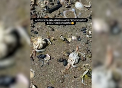 На пляжи Анапы выбросило десятки мертвых крабов