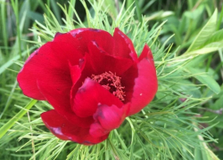 Опасная красота: в окрестностях Анапы зацвел ядовитый цветок
