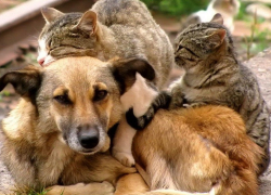 Анапе нужна не реконструкция набережной, а приют для животных, - уверен ветеран 