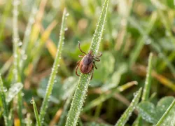 Клещи проснулись раньше: первые укусы уже фиксируют — ждать ли нашествия весной?