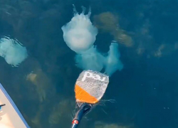 Корнероты "атакуют": медузы уже добрались до пляжей Высокого берега в Анапе