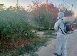 Домовладельцев Анапы намерены заставить бороться с амброзией и борщевиком - могут и оштрафовать