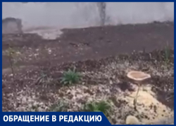 На улице Новороссийской спилили белую шелковицу: анапчане возмущены